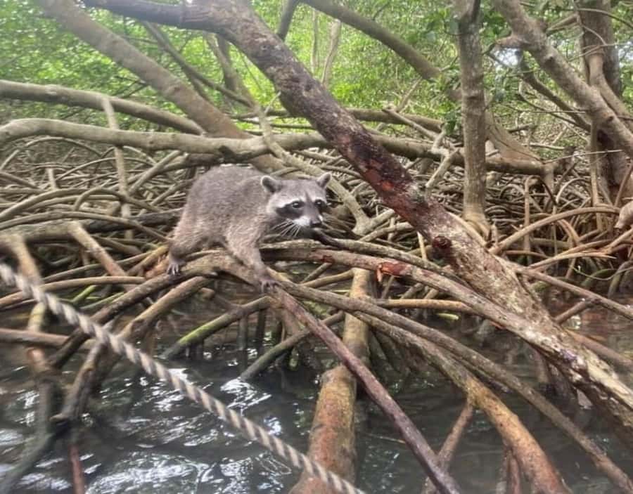 Playa Blanca: Daytour with Snorkeling and Racoon Sighting - Medical Assistance: Why It Matters on a Water Day