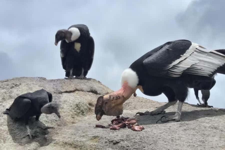 Popayan: Condor Watching in Purace + San Juan Hot Springs - Key Things I’d Prioritize on This Tour