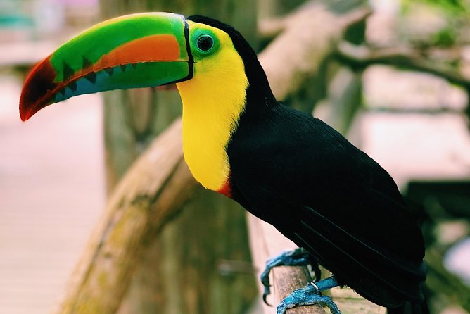 Private Baru Aviary Tour with Lunch Included - Boats and Birds Together: How the Day Feels When It’s Done