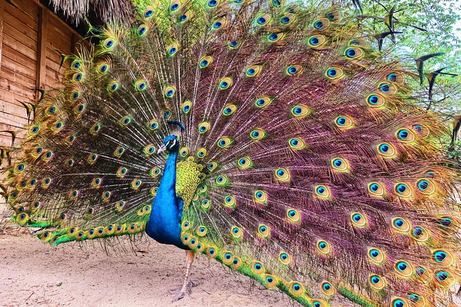 Private Baru Aviary Tour with Lunch Included - Old City Pickup and an A/C Ride That Removes Stress