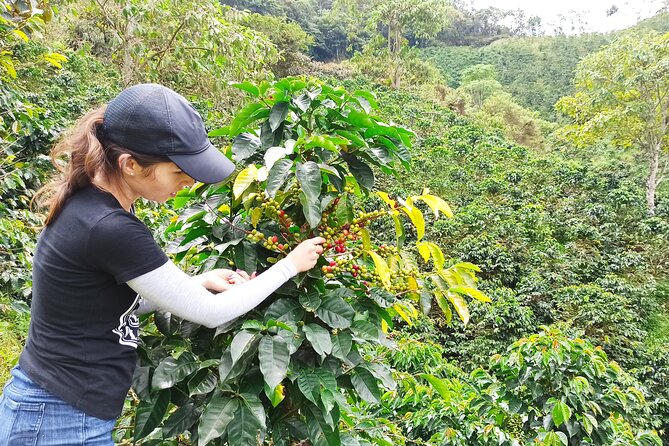 Private coffee tour near Medellín, from bean to cup. - From Medellín pickup to the coffee farm: timing and “4 to 5 hours” reality
