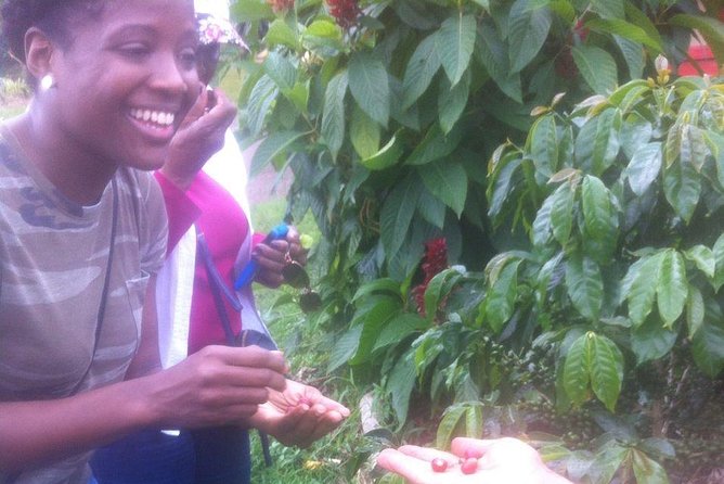 Private Full-Day Coffee Tour to Palmitas farm near Medellín - Trading Medellín for Colombia’s Coffee Country