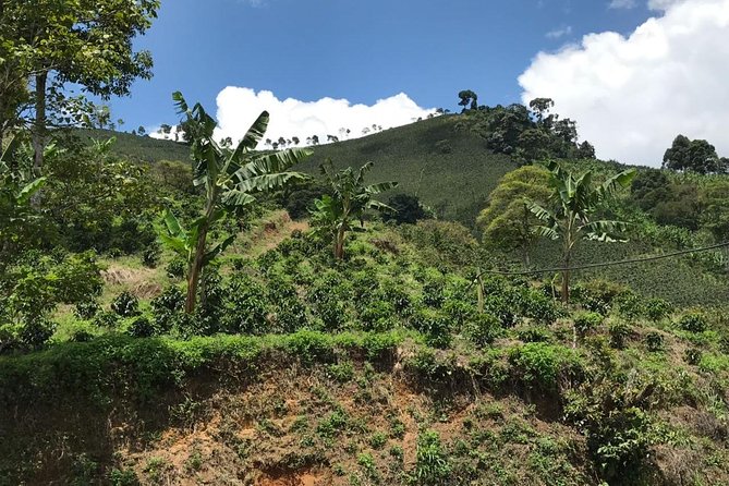 Private Full-Day Coffee Tour to Palmitas farm near Medellín - What to Pack and How to Plan Your Day