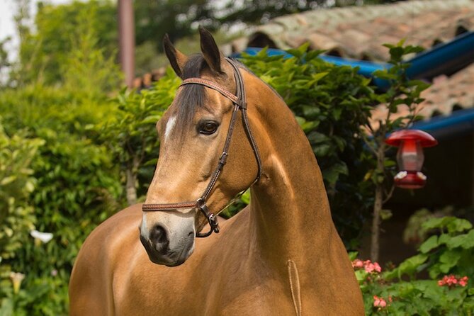 Private Guided Tour of Colombia’s Paso Fino Horse - Lunch Gives You Time to Reset Before the Track Section