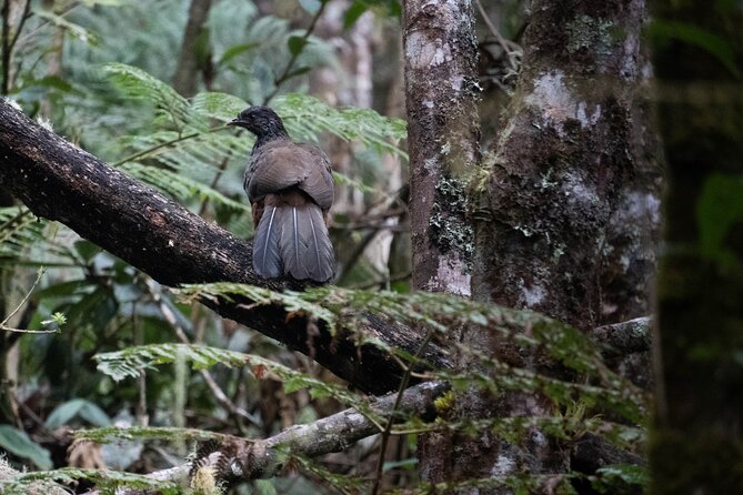 Private Summit of Nevado Tolima 4 Day All Inclusive Hike - What the $900 Price Really Covers (and Why It Can Be Worth It)