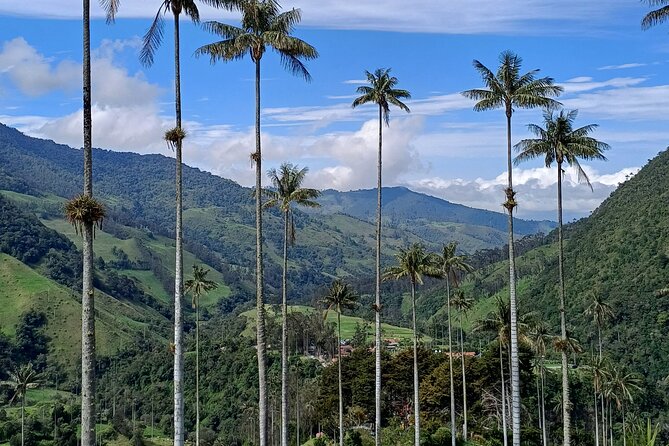 Private Tour Charm of Cocora Valley Salento and Philandia - Valle de Cocora: 60-meter Palme de Cera, forest hikes, and hummingbird time