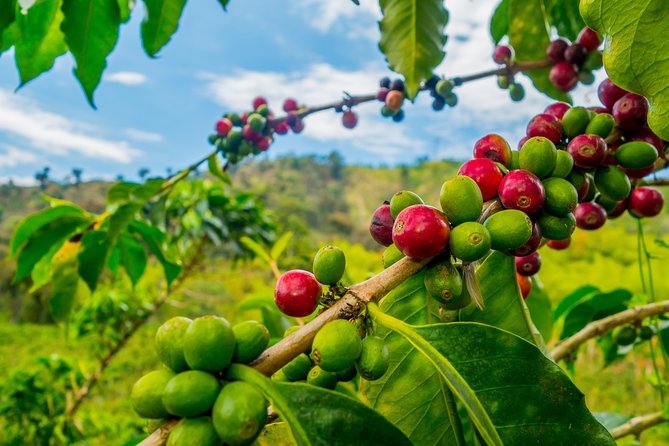 Private Tour - Coffee Tour (Cultivations) - Santander coffee in La Mesa de los Santos, not just another coffee stop