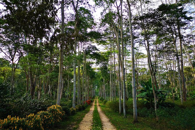 Private Tour - Coffee Tour (Cultivations) - Coffee preparation and tasting: the part that makes it stick