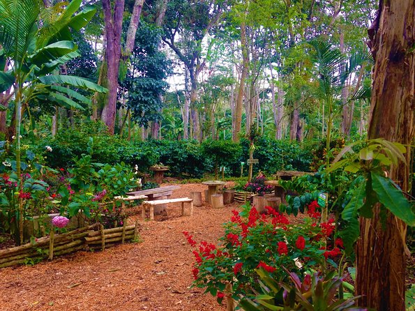 Private Tour - Coffee Tour (Cultivations) - Timing and logistics you should plan for before pickup