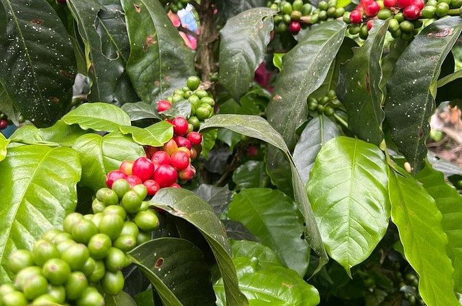 Private Tour from Bogota to Finca Cafetera - Your private ride and the comfort of door-to-door service