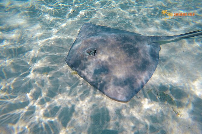 Private Tour in luxury BOAT over the sea of 7 colors - El Palito: The Starfish Area and Waist-Deep Water