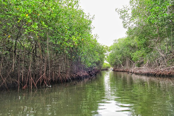 Private Tour of Ecotourism, Culture and Sea in Barú - Boat transport and sea comfort: what to expect on the water