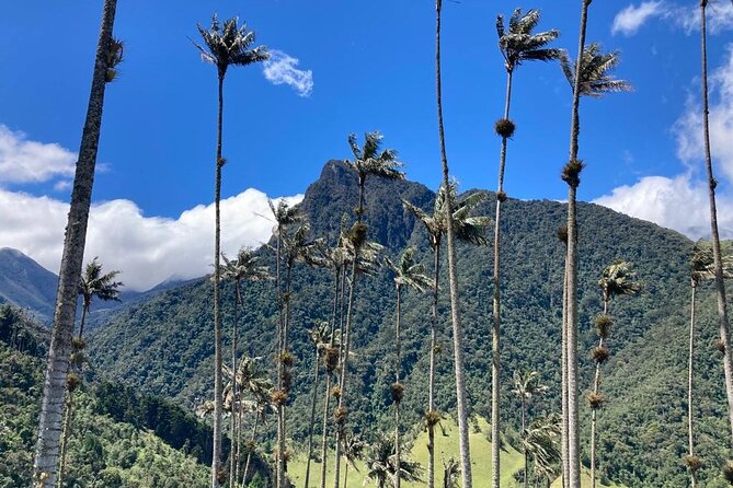 Private Tour to Cocora Valley and Salento with Transportation Included - What to expect physically: moderate fitness and an altitude walk