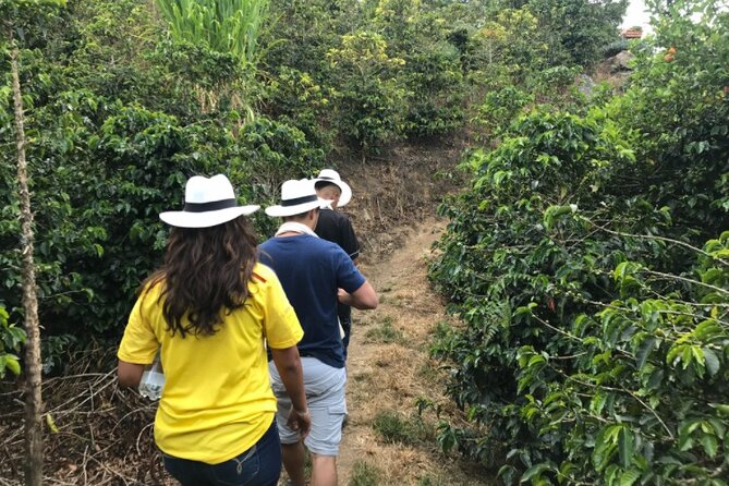 Private Tour to Santa Fe de Antioquia Town & Coffee Farm. - Stop 3 Puente de Occidente: José María Villa and the Cauca River crossing