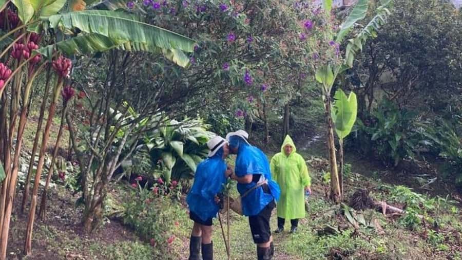 Salento and Cócora Tour + Coffee Farm from Pereira/Armenia - Valle de Cocora wax palms: what the palm forest time really means