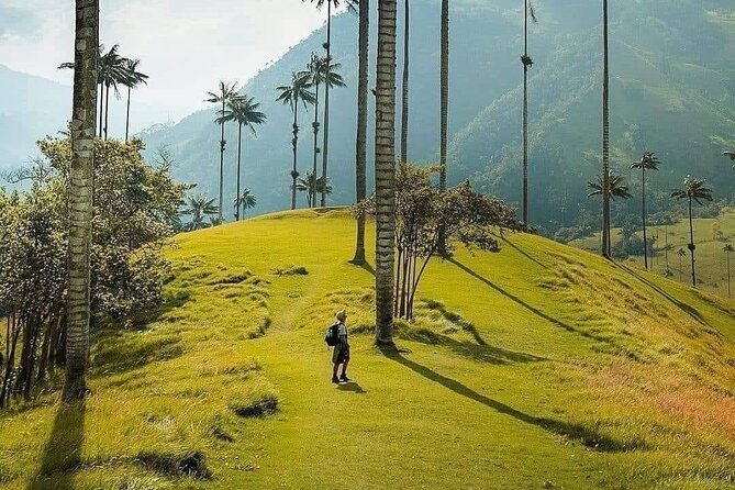 Salento, Cocora and Filandia Private Tour from Pereira or Armenia - Cocora Valley: Wax Palms, a Guided Nature Walk, and Condor Country