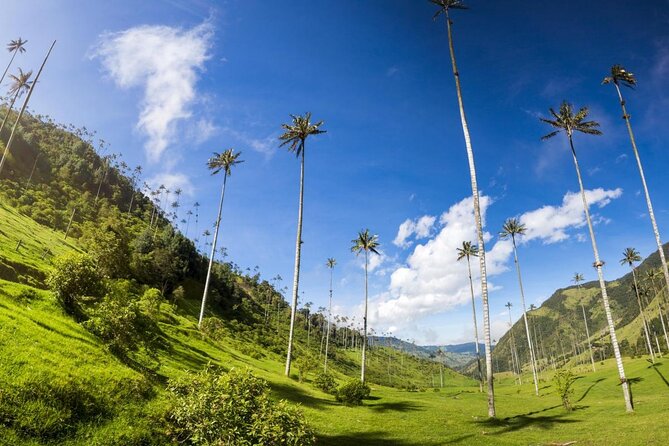 Salento, Cocora and Filandia Private Tour from Pereira or Armenia - Filandia: Coffee-Territory Viewpoints and an Illuminated Hill Stop