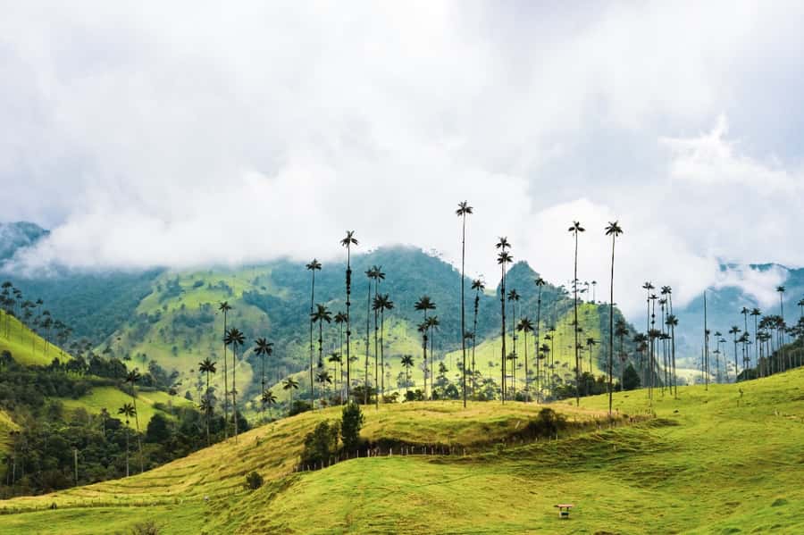 Salento, Cocora and Filandia Tour from Pereira or Armenia - Price and Value: What $169 Gets You in Real Terms