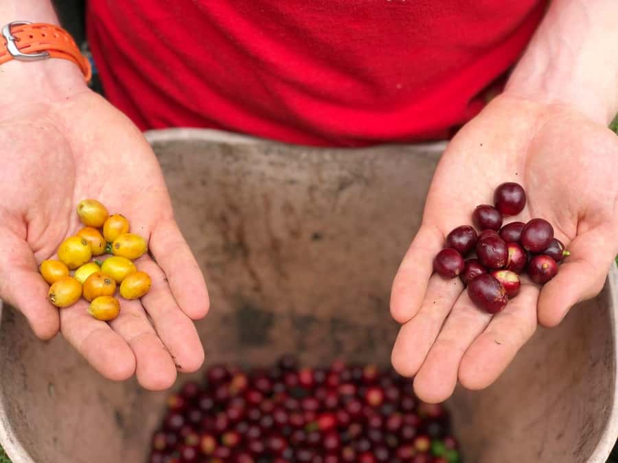 Salento: Coffee Farm Tour with Tasting - Coffee Farm Tour Logic: What You’re Actually Paying For