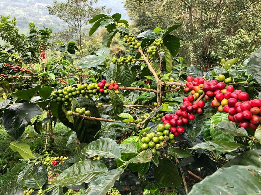 Salento: Coffee Farm Tour with Tasting - From Seeds to Planting: How the Guide Turns Farming Into a Lesson
