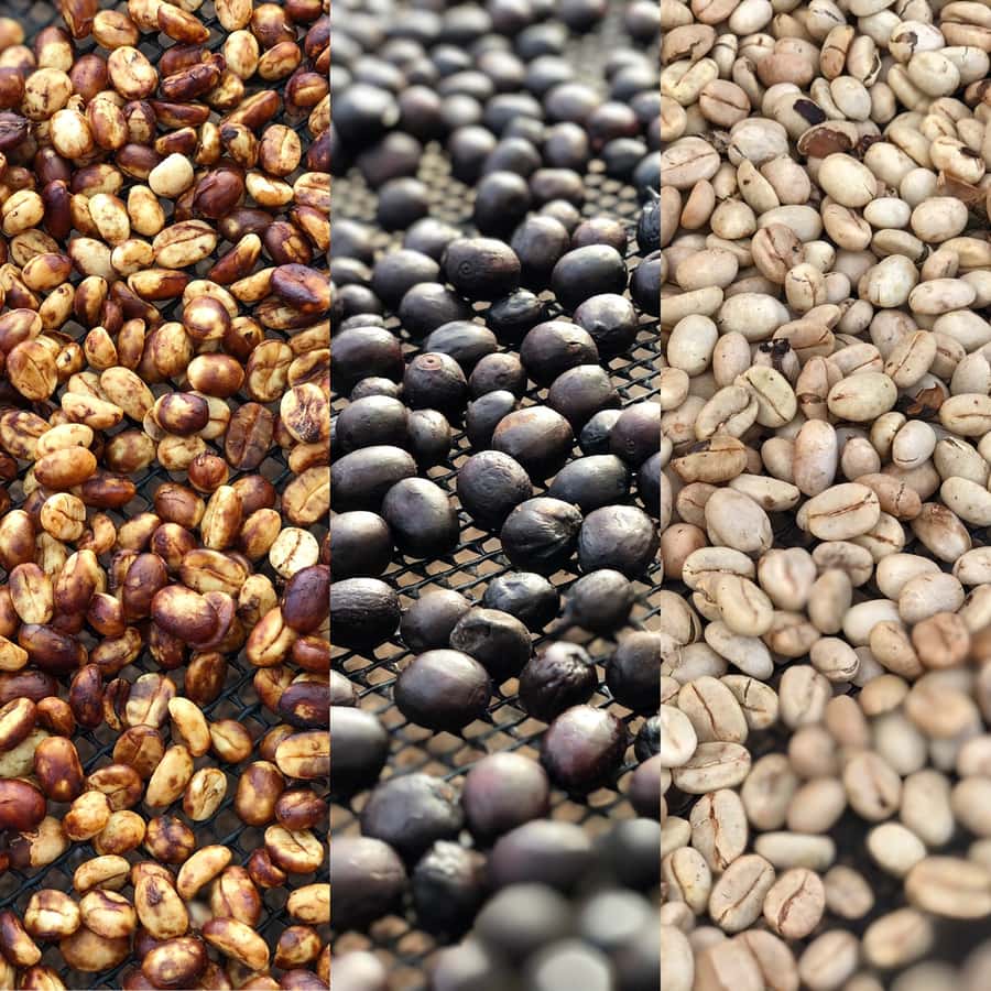 Salento: Coffee Farm Tour with Tasting - Picking Coffee Cherries: The Hands-On Moment That Changes Your Perception