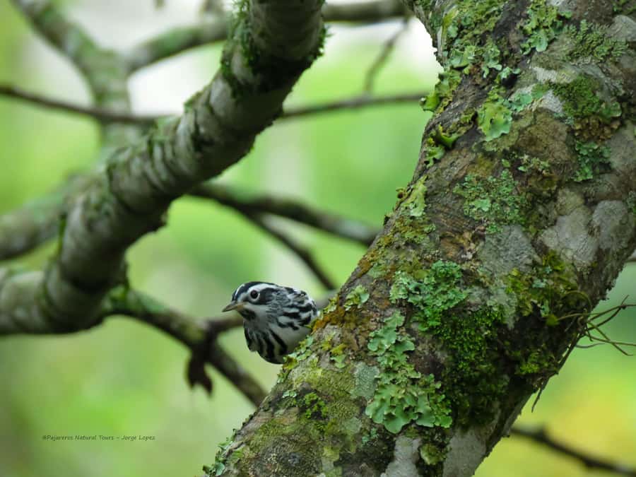 Salento: hike to learn about Birds - Binoculars, fruit, and 1 liter of water, the underrated value