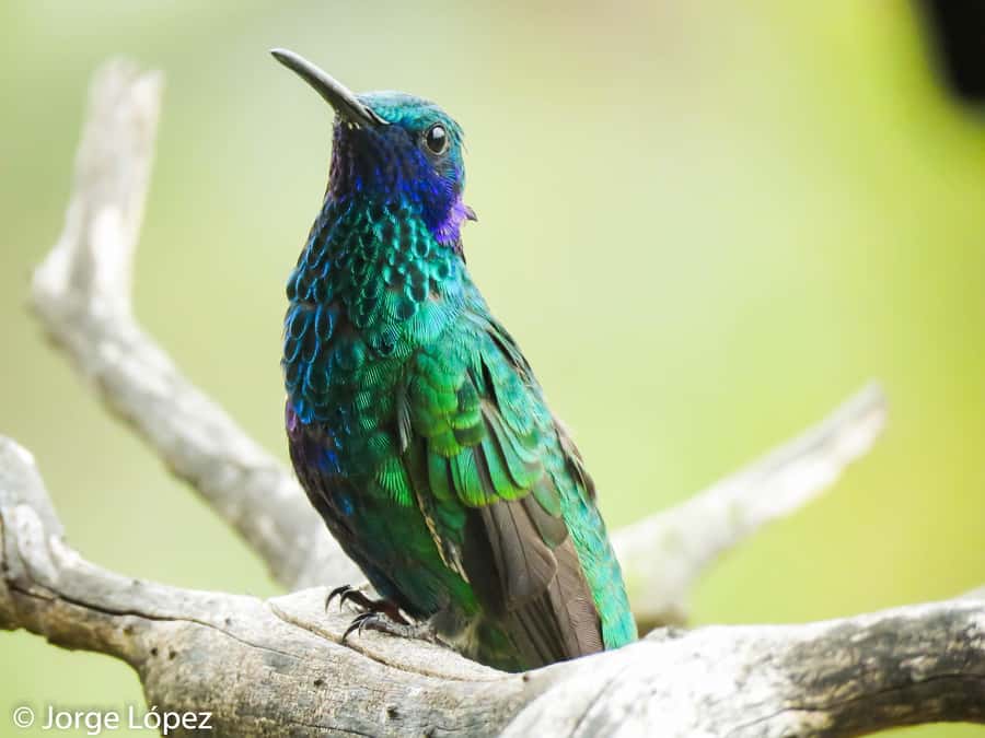 Salento: hike to learn about Birds - Meet the guide: Jorge’s teaching style and why small groups help you learn faster