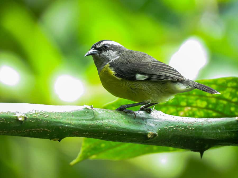 Salento: hike to learn about Birds - Price and value: is $60 per person fair for Salento birding?