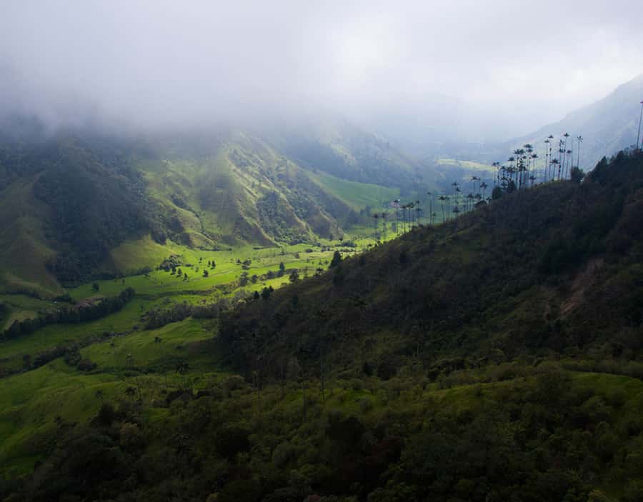 Salento/Pereira: Cocora Valley & Salento Hiking Private Tour - Price and value: what $108 buys you for a 6-hour private tour