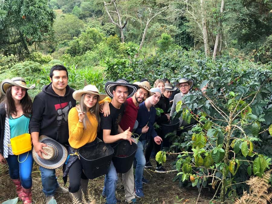 Salento: Private Cocora Valley, Salento & Coffee Farm Tour - Inside a Colombian Coffee Farm: Plantation to Picking, Washing, Roasting, and Grinding