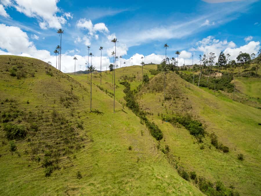 Salento: Private Cocora Valley, Salento & Coffee Farm Tour - Timing, Lunch Reality, and All-Weather Day Plans