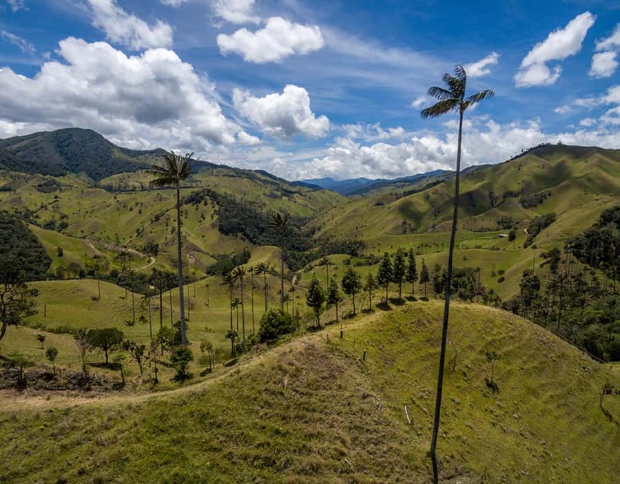 Salento: Private Cocora Valley, Salento & Coffee Farm Tour - Should You Book It?