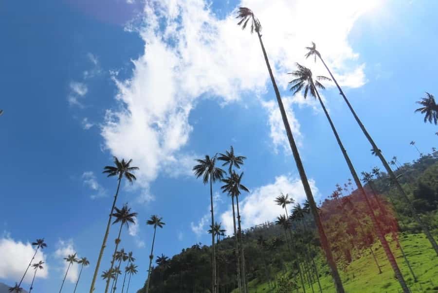 Salento: Salento & Cocora Valley Tour - Why Cocora Valley and Salento work so well in one 6 hour day