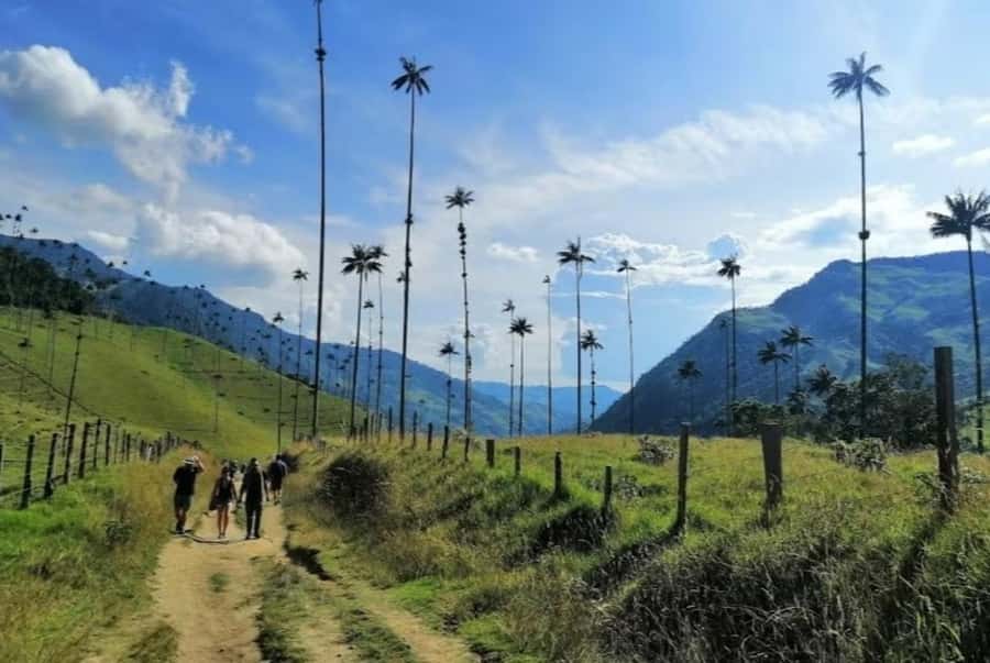 Salento: Salento & Cocora Valley Tour - Nevados National Park viewpoint, wax palms, and what to look for