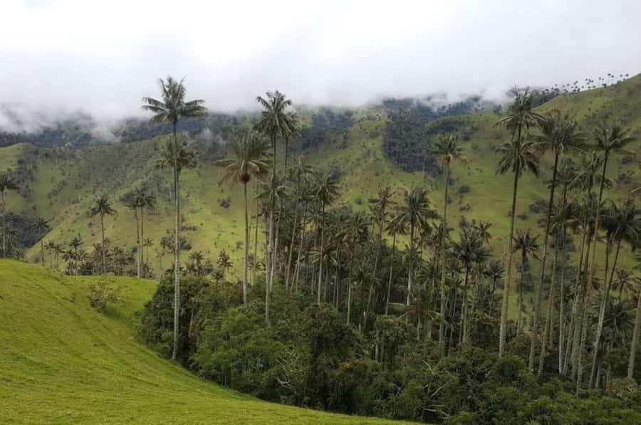 Salento: Salento & Cocora Valley Tour - Meeting point in Salento and the jeep ride that sets the tone