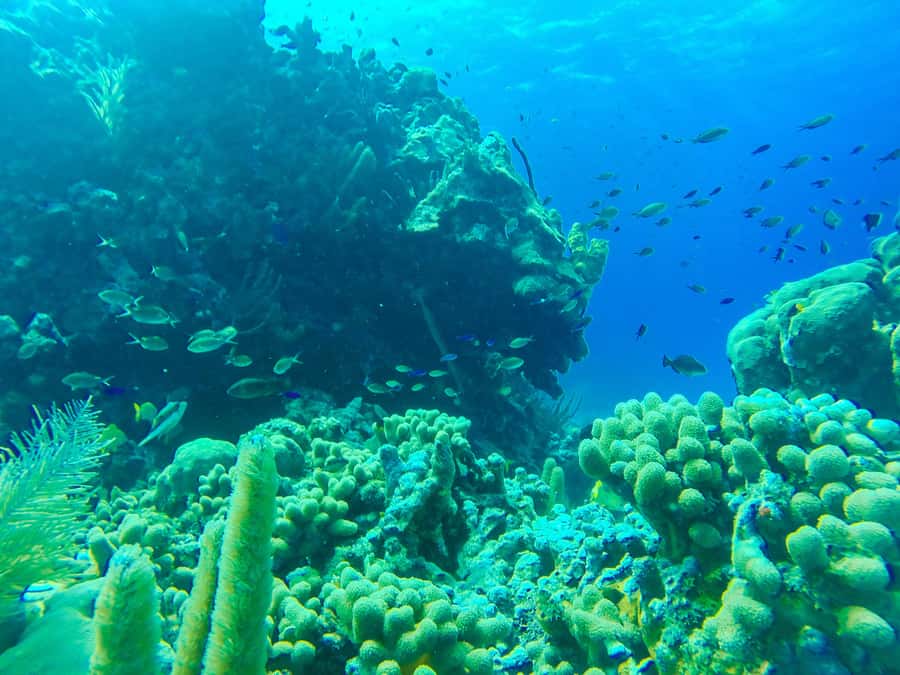San Andrés: Guided Cays and Mangroves Tour - The language reality: Spanish guide, no English assistance