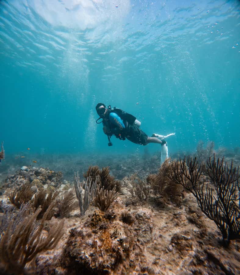 San Andres: Scuba Diving Experience with Hotel Pickup - The Underwater Session At 12 Meters: Clear Water, Wildlife, And Statues