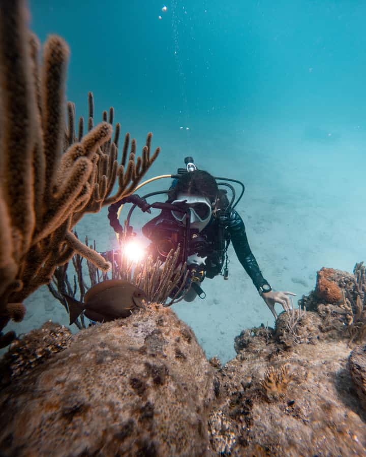 San Andres: Scuba Diving Experience with Hotel Pickup - Wildlife And The Statue Museum: Your Best Photo Targets