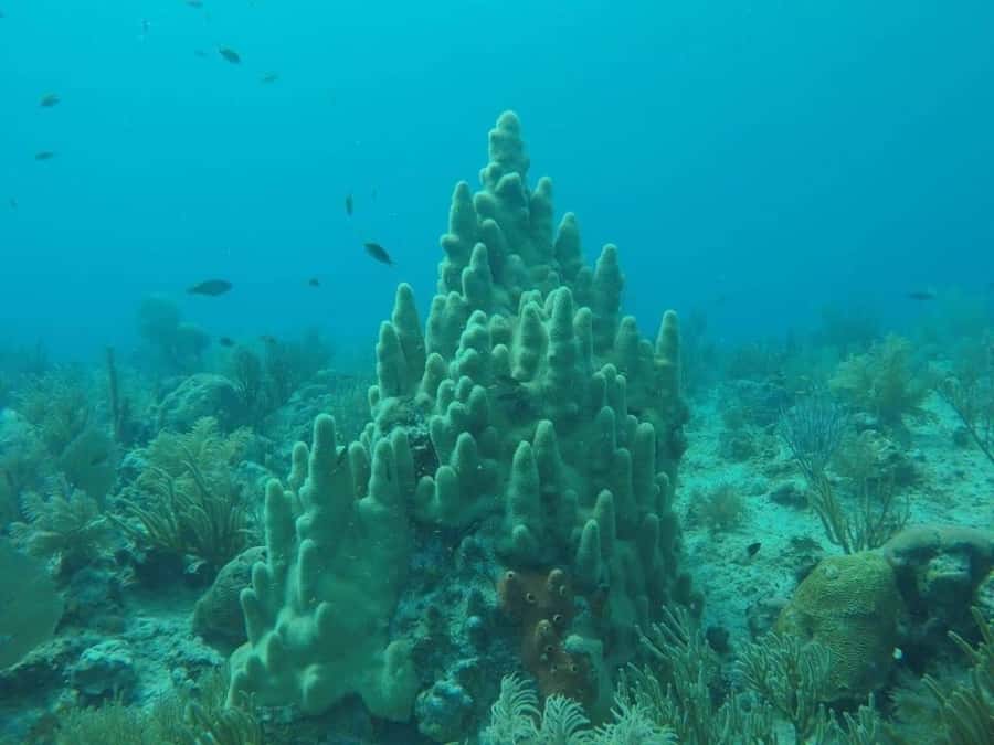 San Andres: Transfer by Boat + Natural Aquarium - Key Points at a Glance