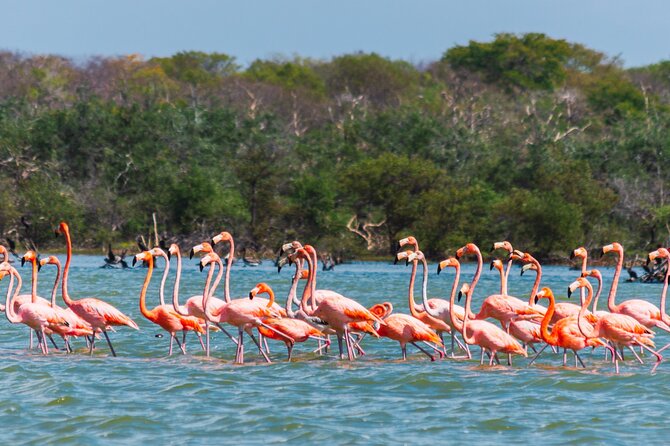 Sanctuary of Flamingos Day Tour - Key things to know before you go