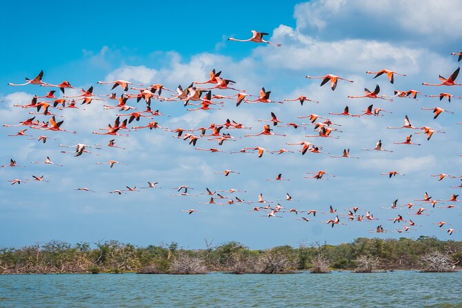 Sanctuary of Flamingos Day Tour - From Santa Marta to Palomino, the flamingo day actually starts right away