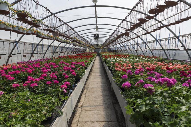 Santa Elena trip: Silleteros and Flower Farm Cultural Tour - Why Santa Elena and the Silleteros Story Feels Different