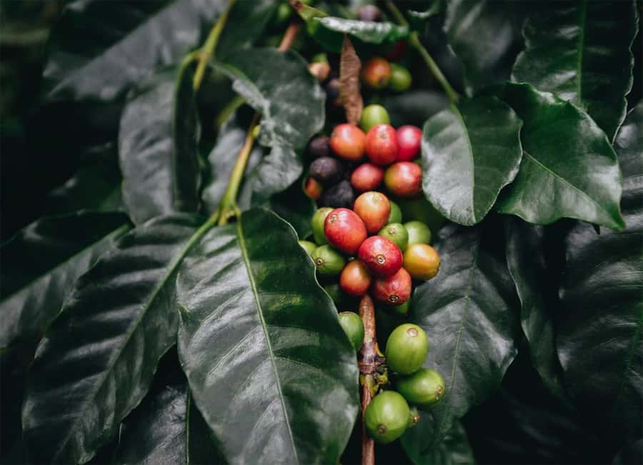 Santa Marta: Minca Coffee, Cocoa, & Waterfall Full-Day Trip - Why this Santa Marta to Minca day trip is such a good mix