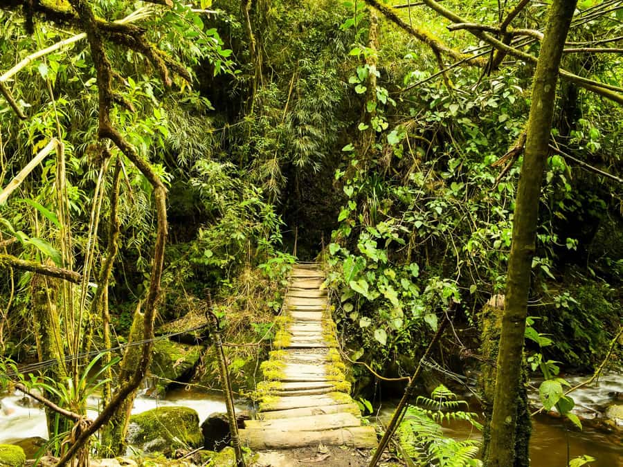 Santa Rita Waterfall and Salento Private Tour - The Forest Part: Trails, Mud Roads, and Old Tunnels