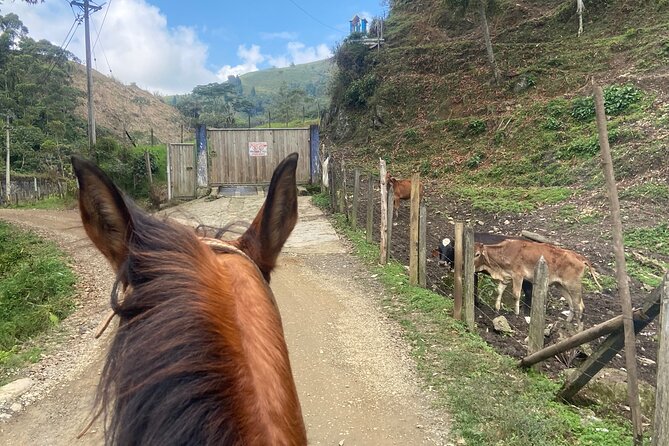 Scenic Horseback Riding in the Medellín Mountains - Horses and guides: how they match you and keep things calm