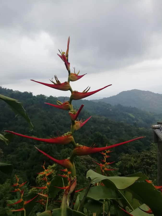 Sierra Minca Day Tour - Sierra Minca eco-hostel lunch, hammocks, and the big art vibe