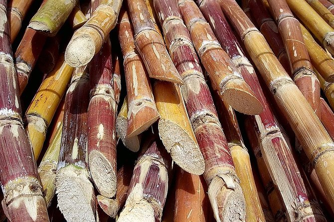 Sugar Cane Hacienda El Paraiso & Nature Day Tour - Entering Hacienda El Paraiso: Nature Walk and Sugar Cane Learning
