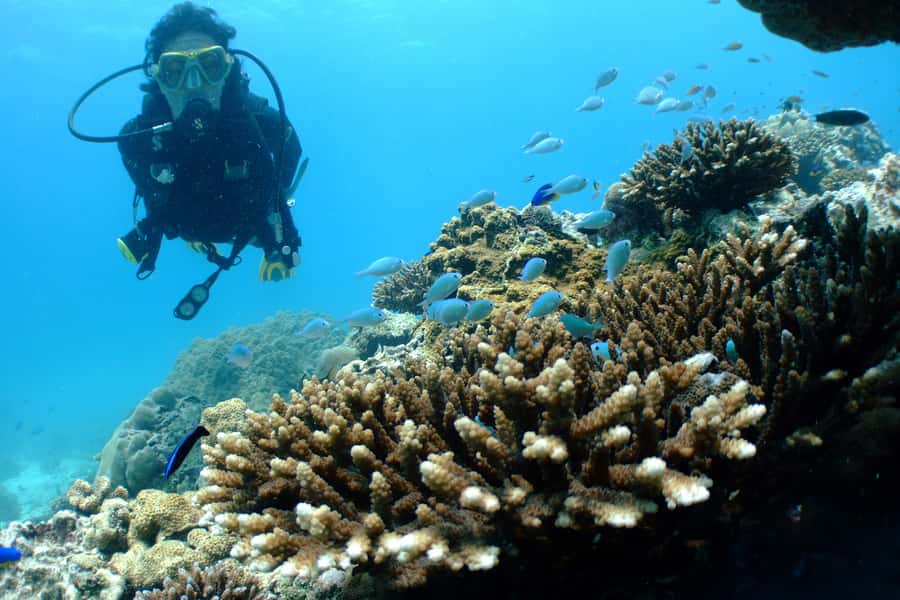 Tayrona National Park: Scuba Diving Tour for Beginners - Instructor quality and safety: what the best moments have in common