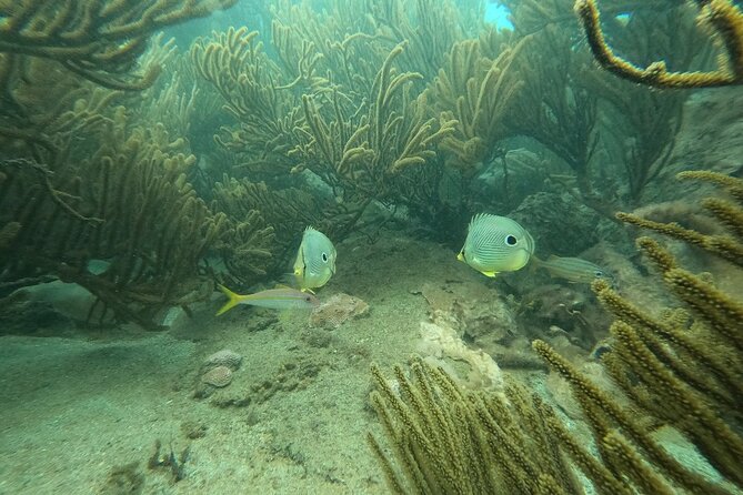 Tayrona, Snorkel & Beach - Stop 2, Garnet snorkeling and turtle odds