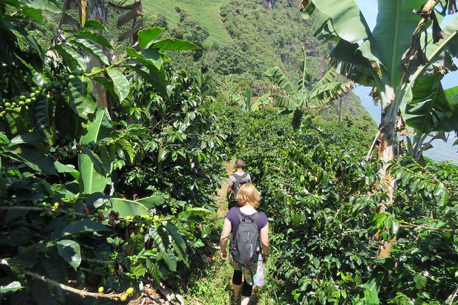 The Anti Coffee tour: a visit to La Cascada Arcoiris Farm - Coffee country day trip from Jericó: what the 9:30 start feels like